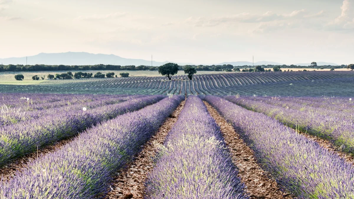 Expansive fields of blooming lavender stretch into the horizon, capturing nature's serene beauty.